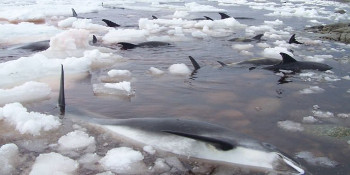 Bodies of dolphins that were trapped by ice on Newfoundland’s coast.